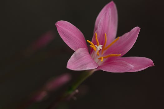Detailed view of a vibrant pink Zephyranthes flower against a dark background.