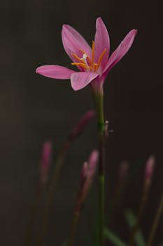 Pink Zephyranthes lily with a dark background highlighting its delicate petals and vibrant stamens.