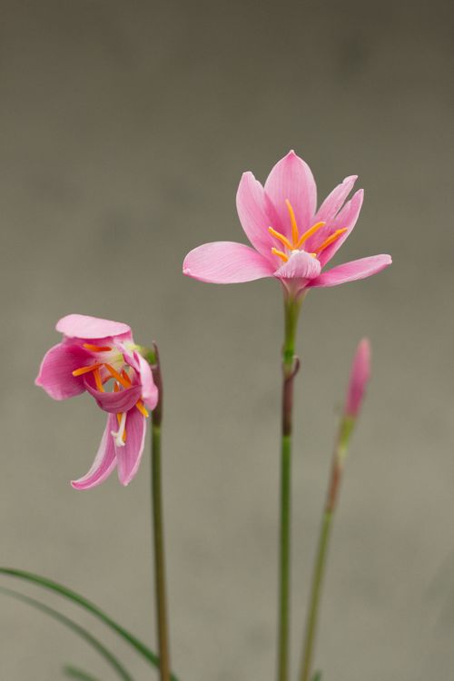 Free Close-up of delicate pink Zephyranthes flowers showcasing intricate details against a neutral background. Stock Photo