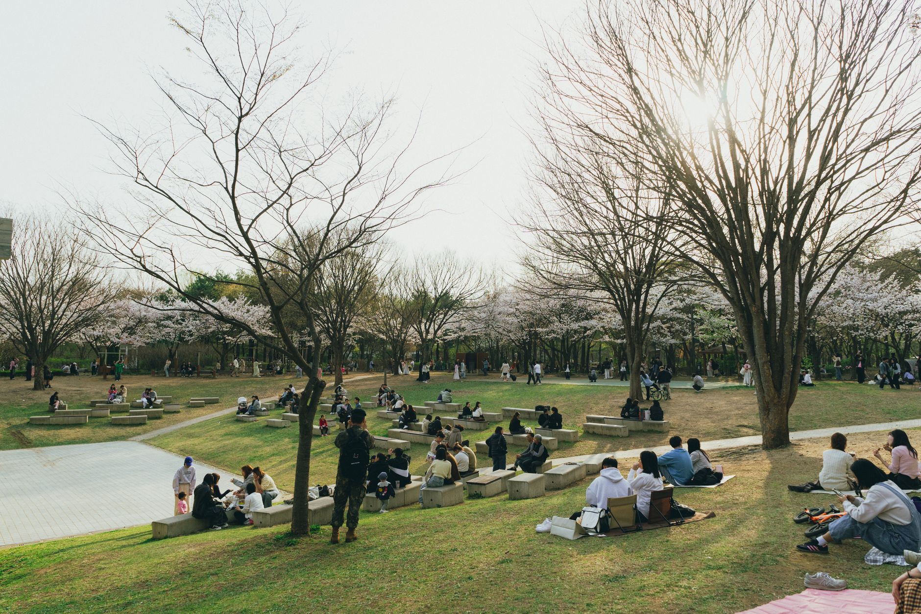 seoul cherry blossom spring park