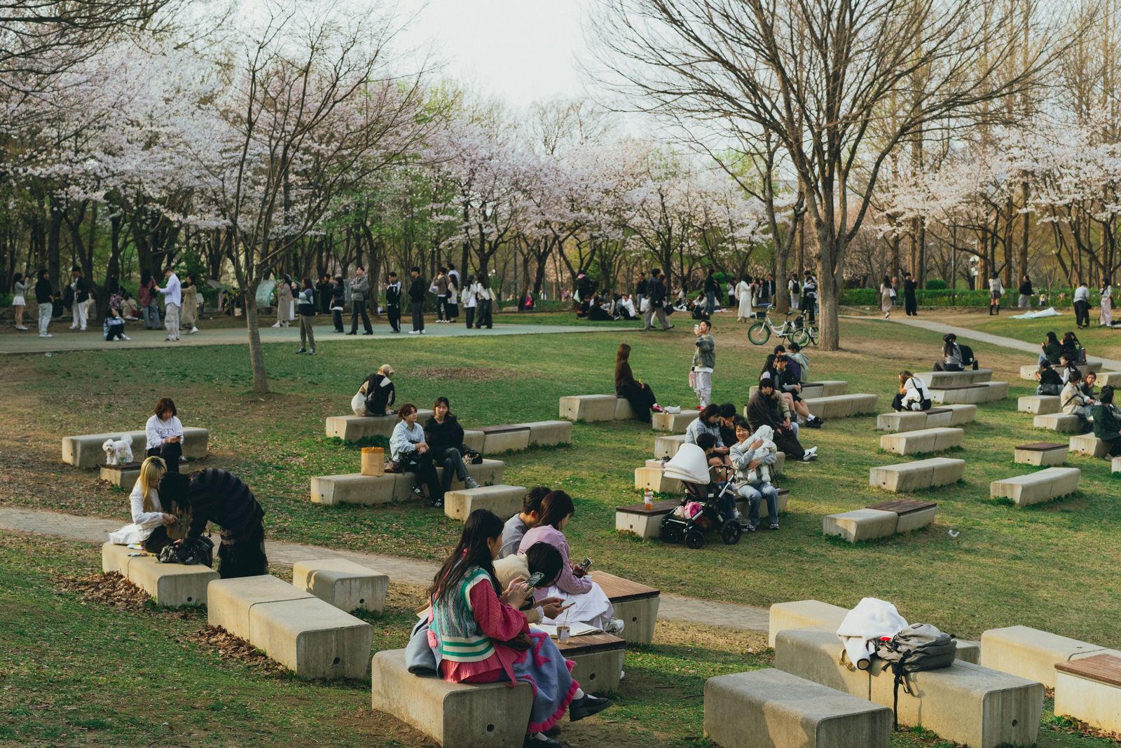 Cultural Hanami Picnic
