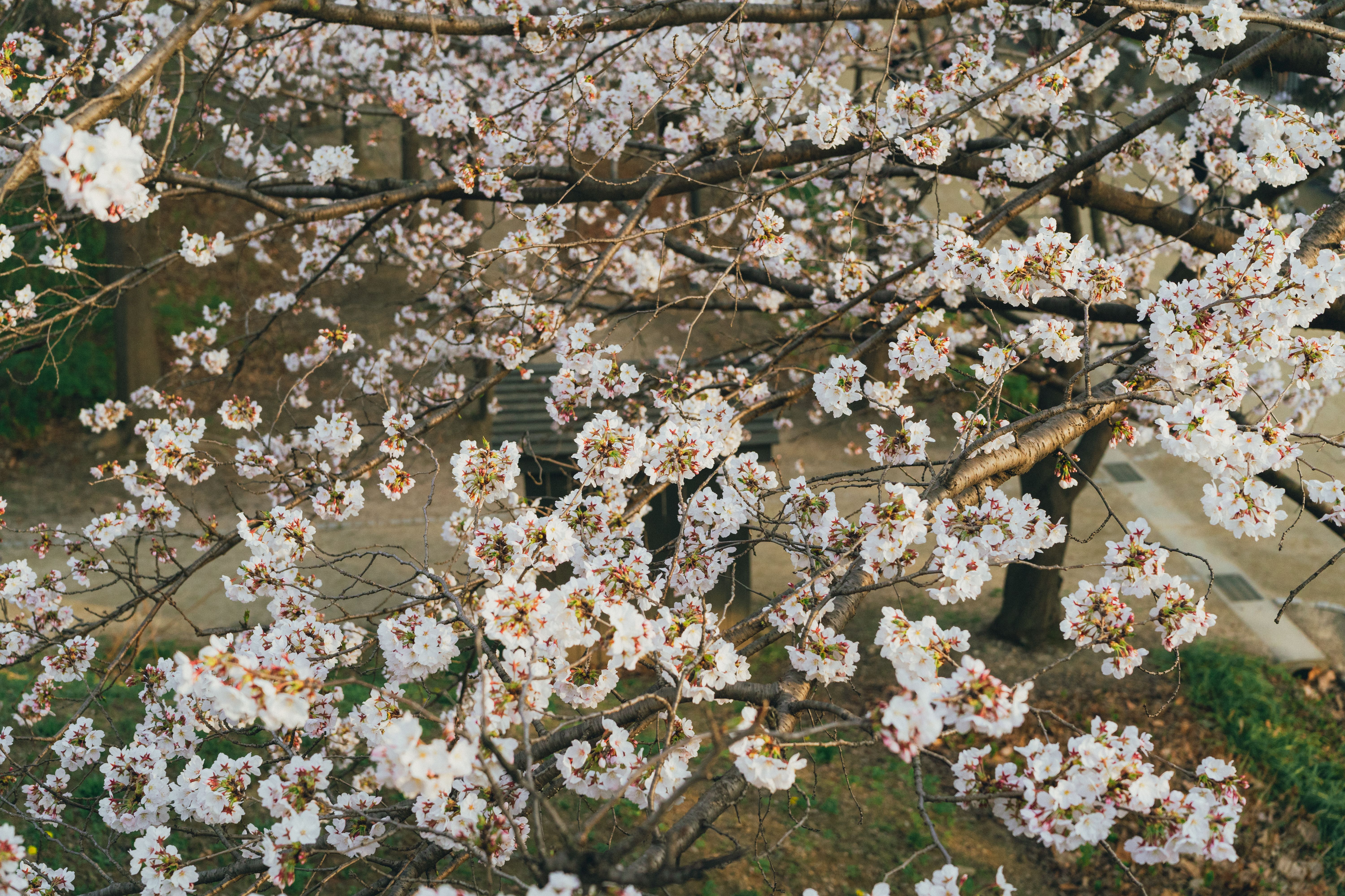 Captivating cherry blossoms in Seoul during springtime, showcasing the beauty of nature.