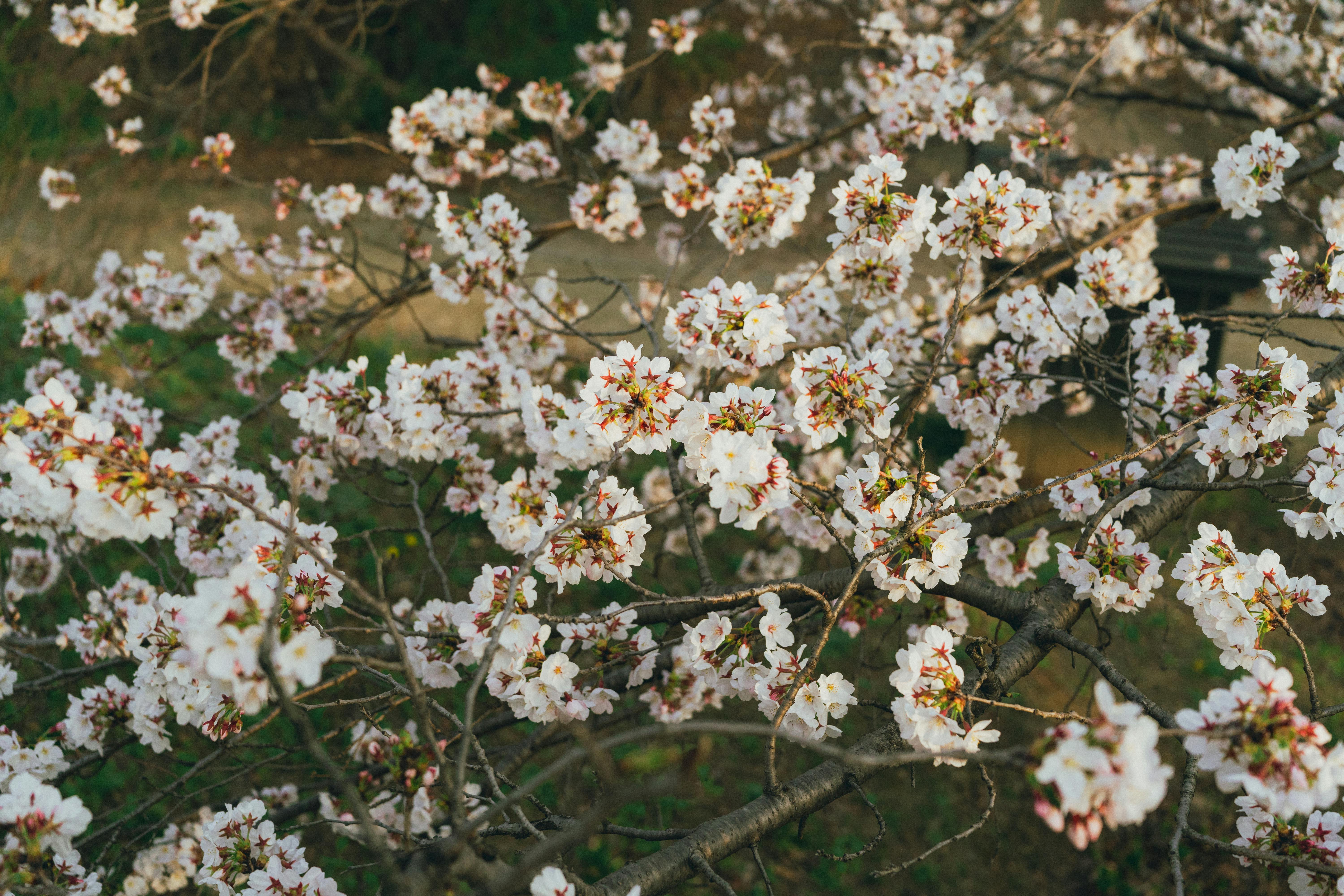 Beautiful cherry blossoms in full bloom in Seoul, South Korea, captured during spring.