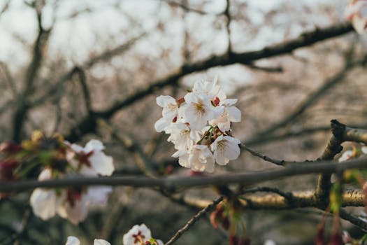Close-up of cherry blossoms blooming in Seoul during springtime.
