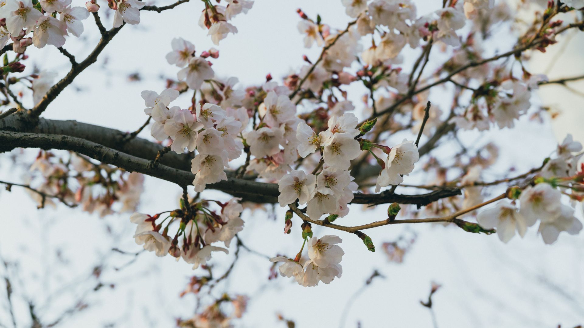 Sakura Seoul saat full bloom sebagai acuan awal prediksi sakura Korea 2027