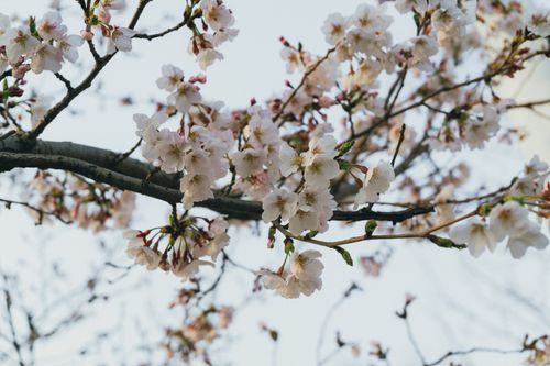 Free Beautiful cherry blossoms in full bloom during springtime in Seoul, South Korea. Stock Photo