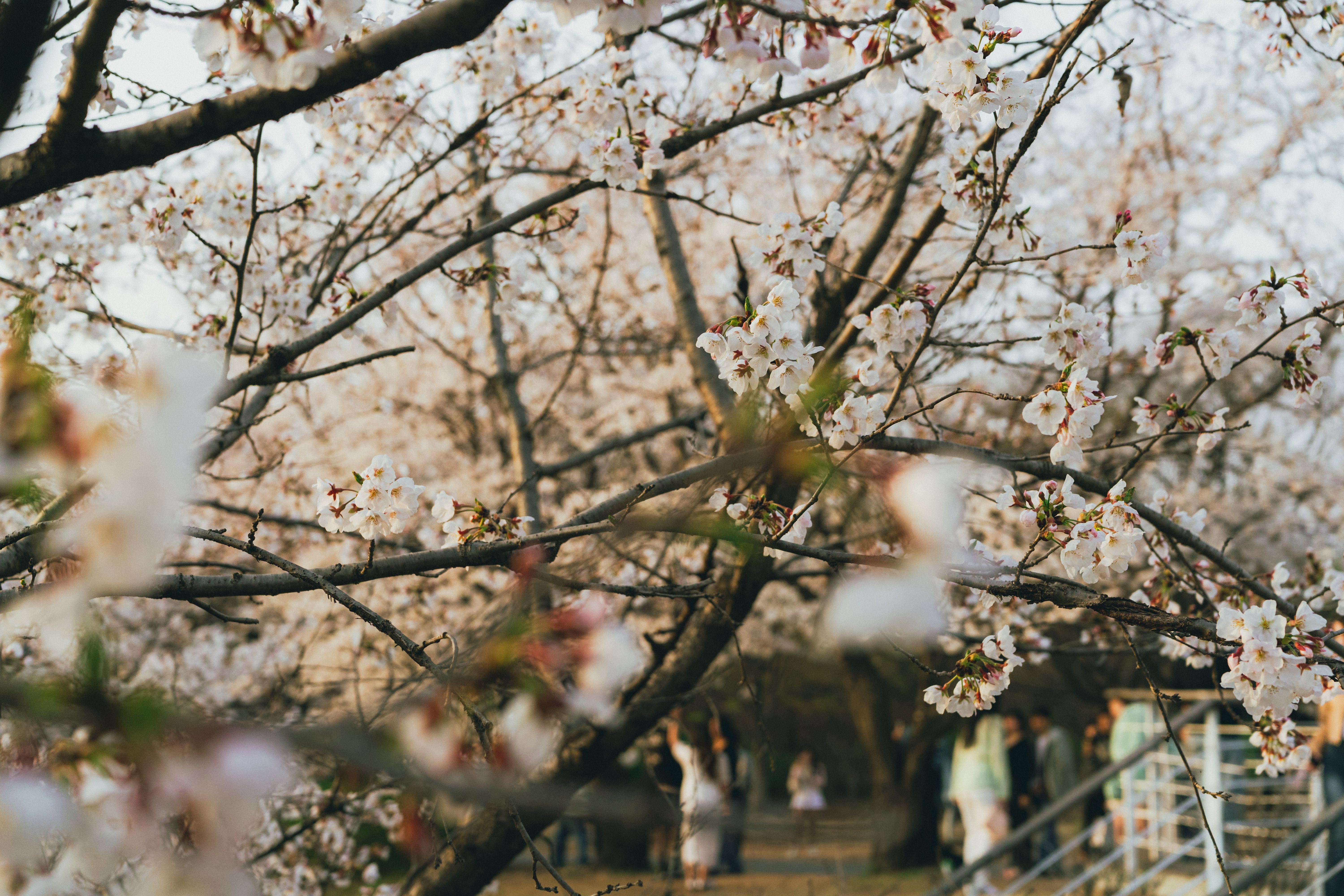 Beautiful cherry blossoms during springtime in Seoul, South Korea.