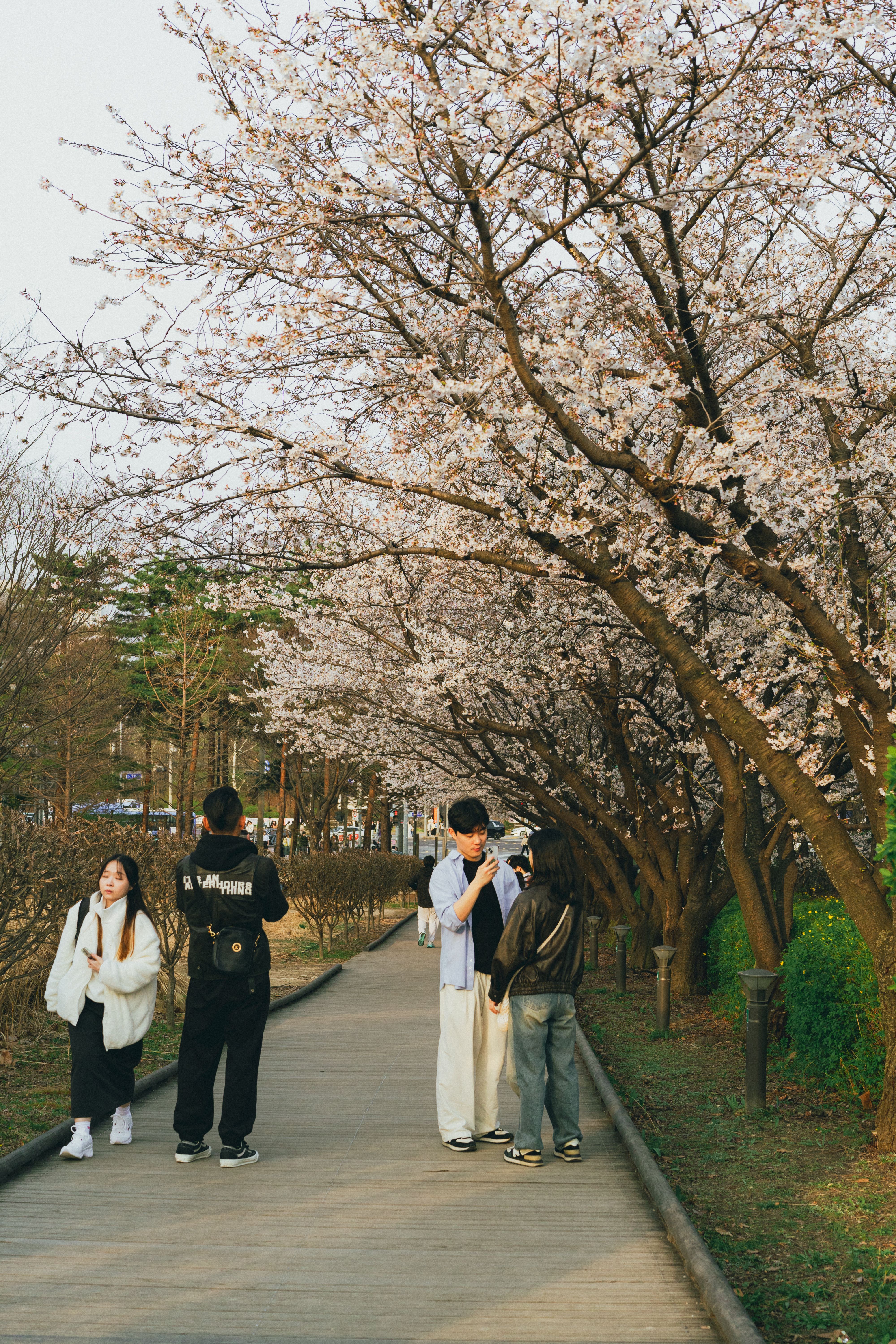 Wisatawan menikmati spring di Seoul dengan pakaian ringan sesuai tips packing liburan Korea Selatan