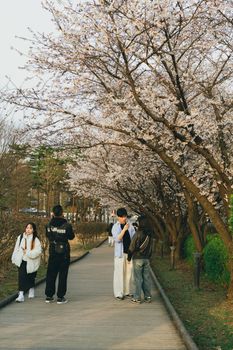 People enjoying cherry blossoms in Seoul, capturing the essence of spring and Korean culture.