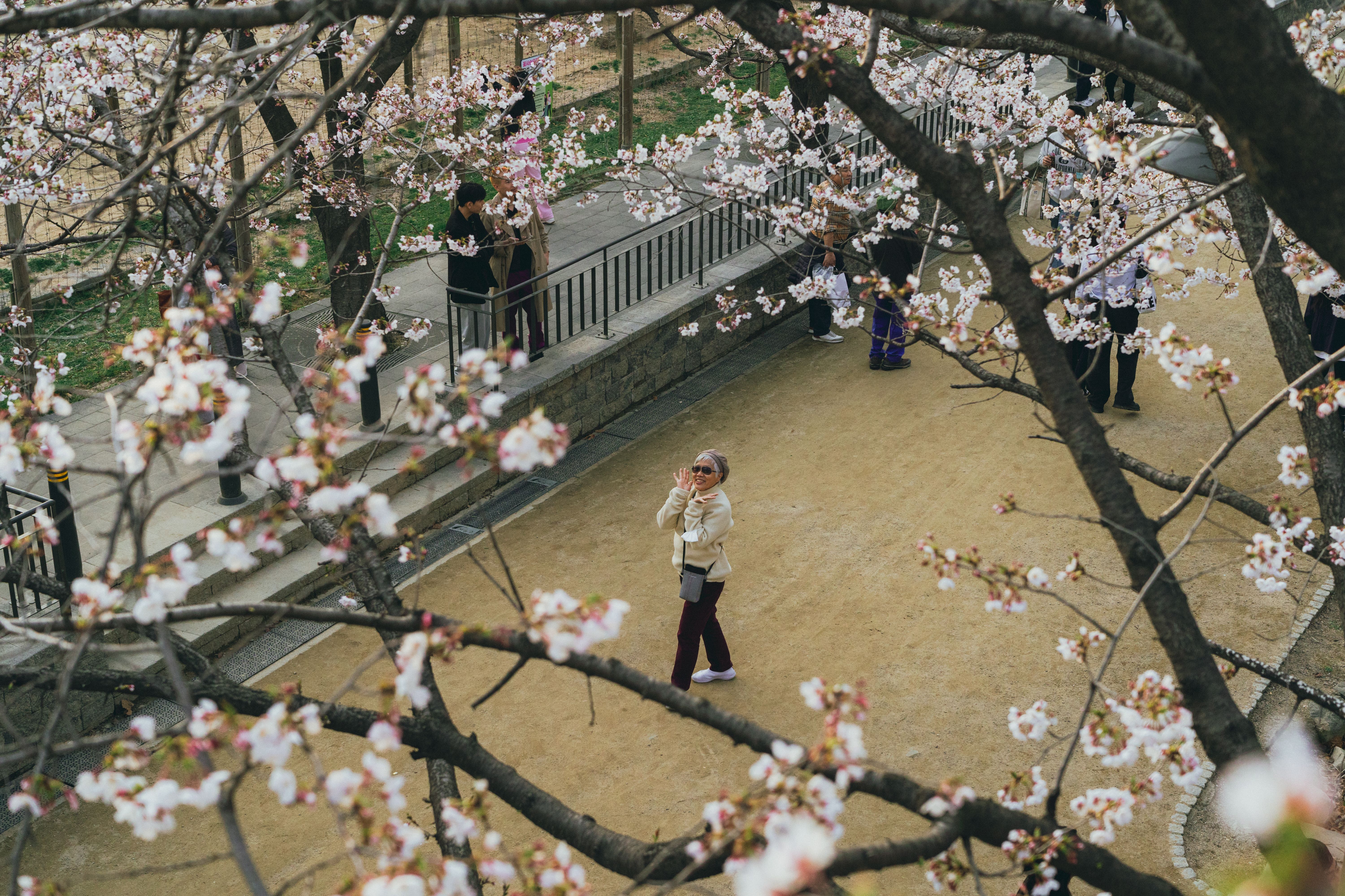 People enjoying cherry blossoms in Seoul, capturing the beauty of springtime.