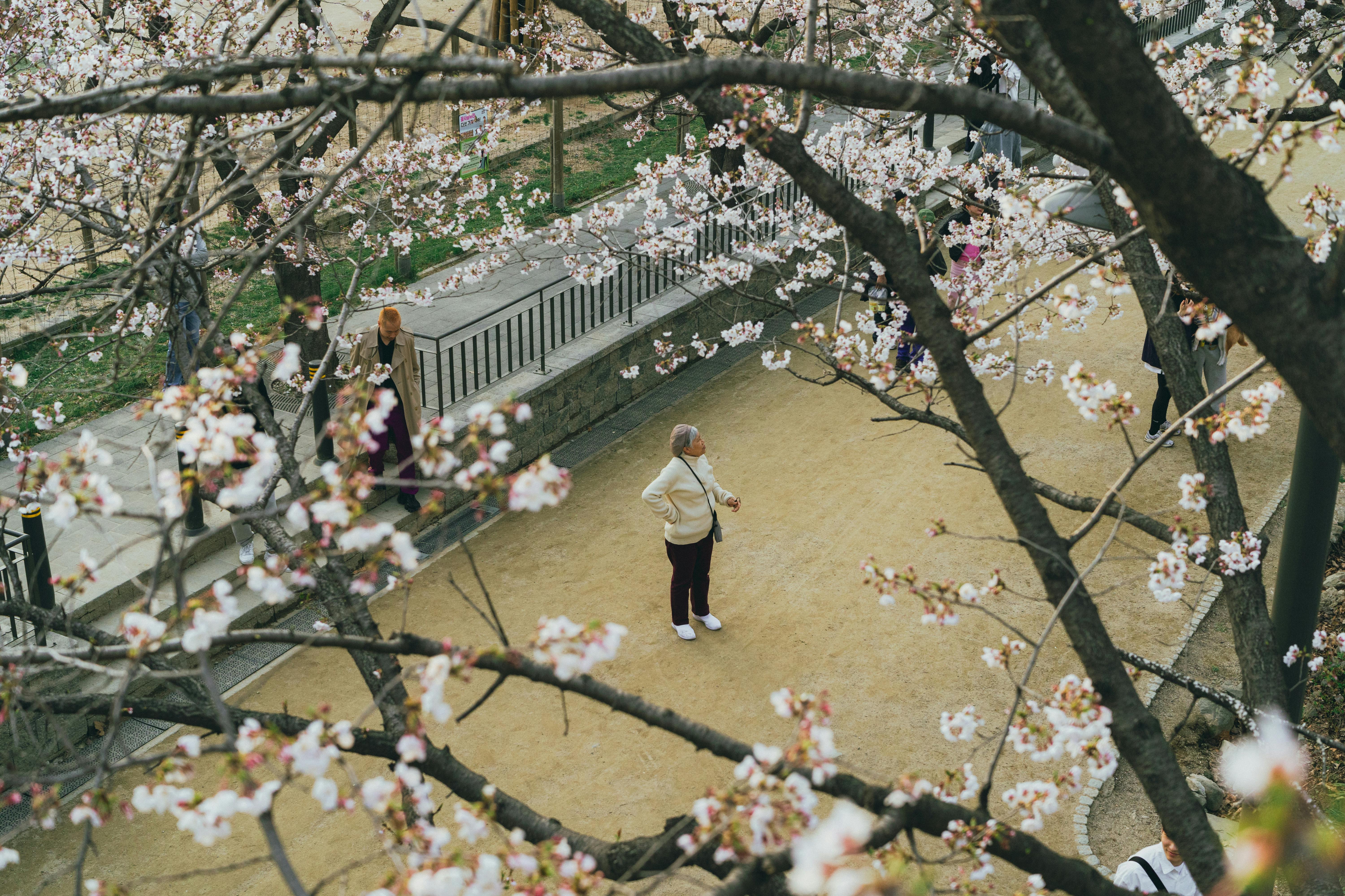 Aerial view of people enjoying cherry blossoms on a spring day in Seoul, South Korea.