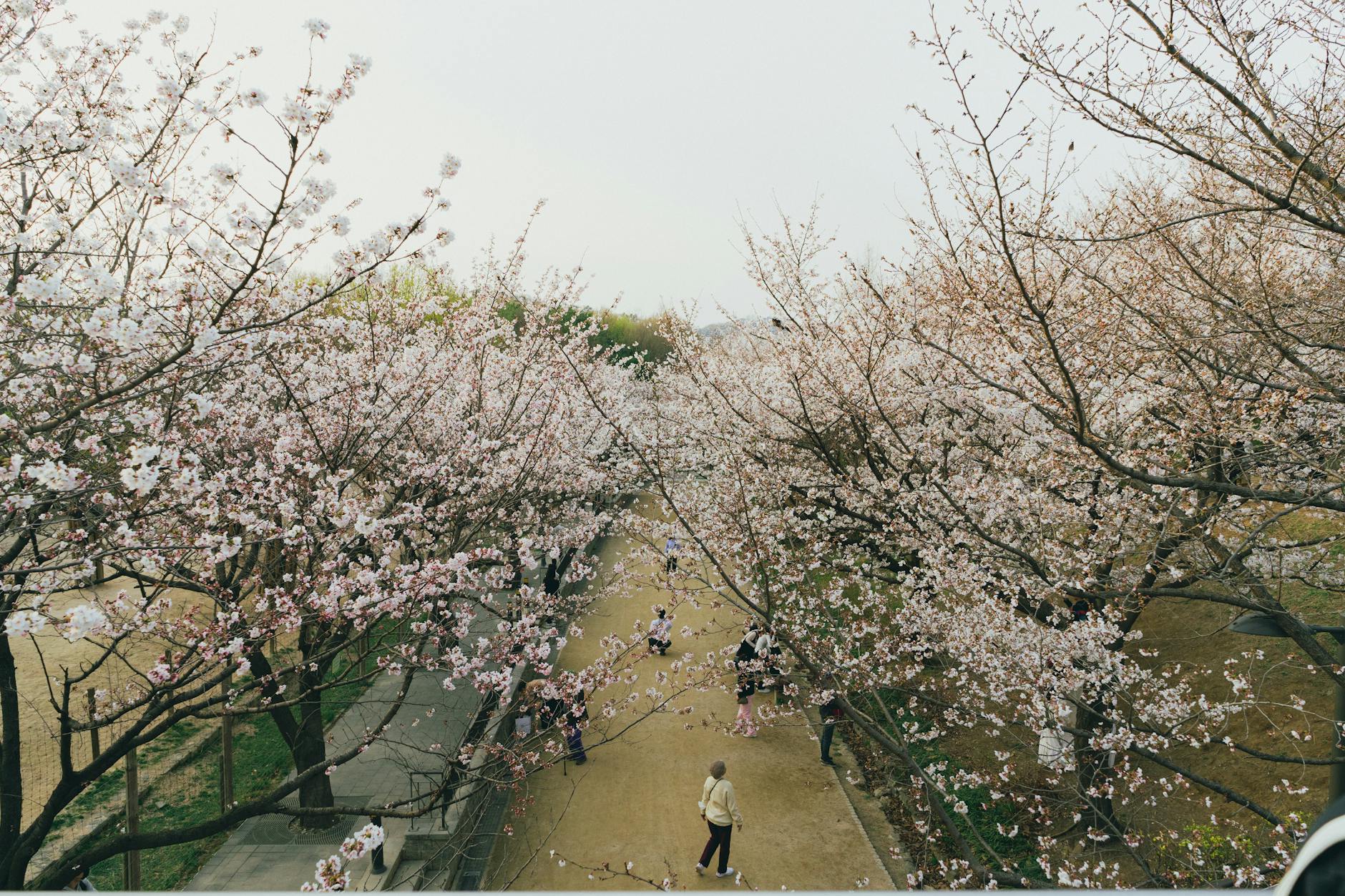 Serene view of cherry blossoms in spring at a park in Seoul, South Korea.