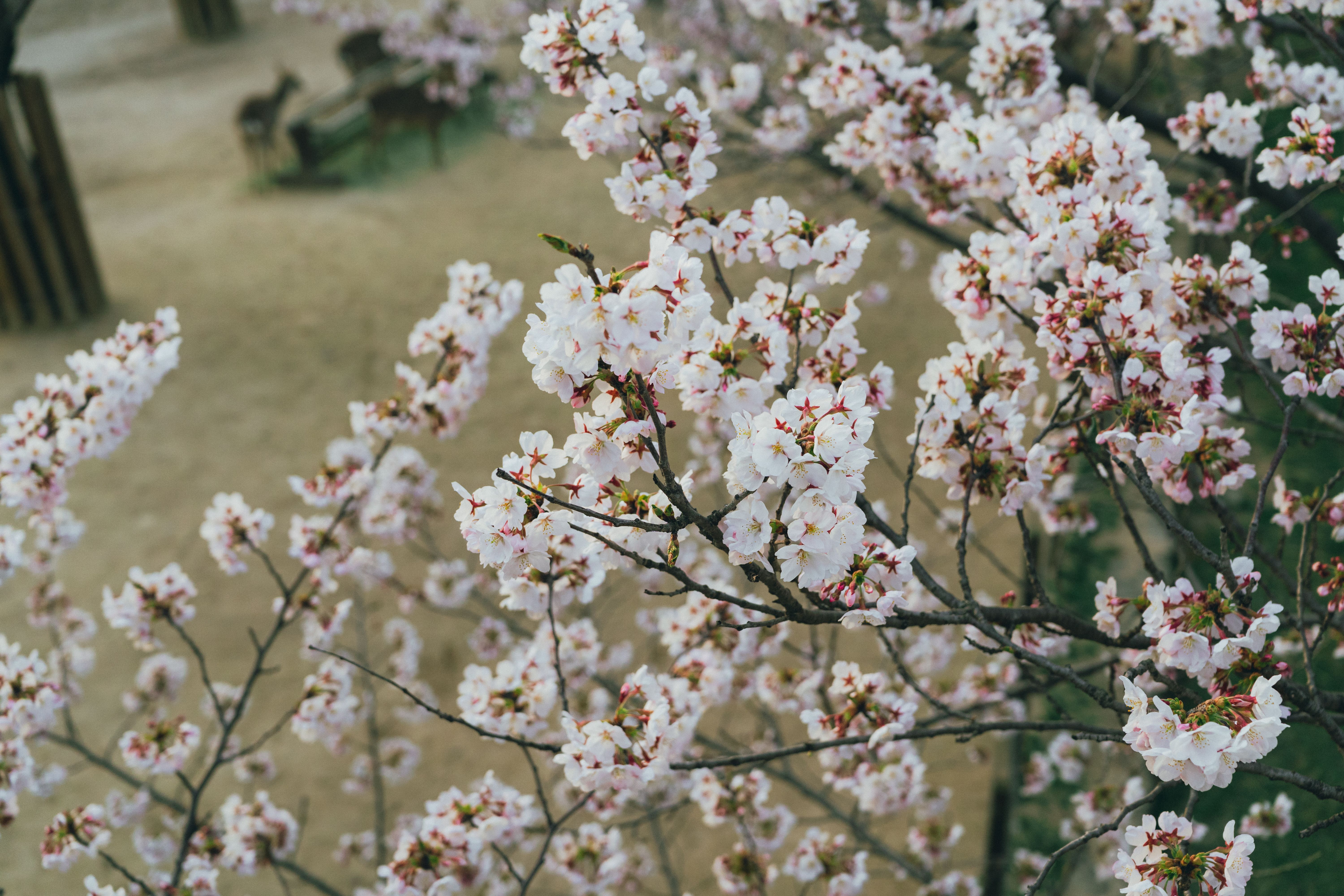 Stunning view of cherry blossoms in full bloom, capturing the essence of spring in Seoul.