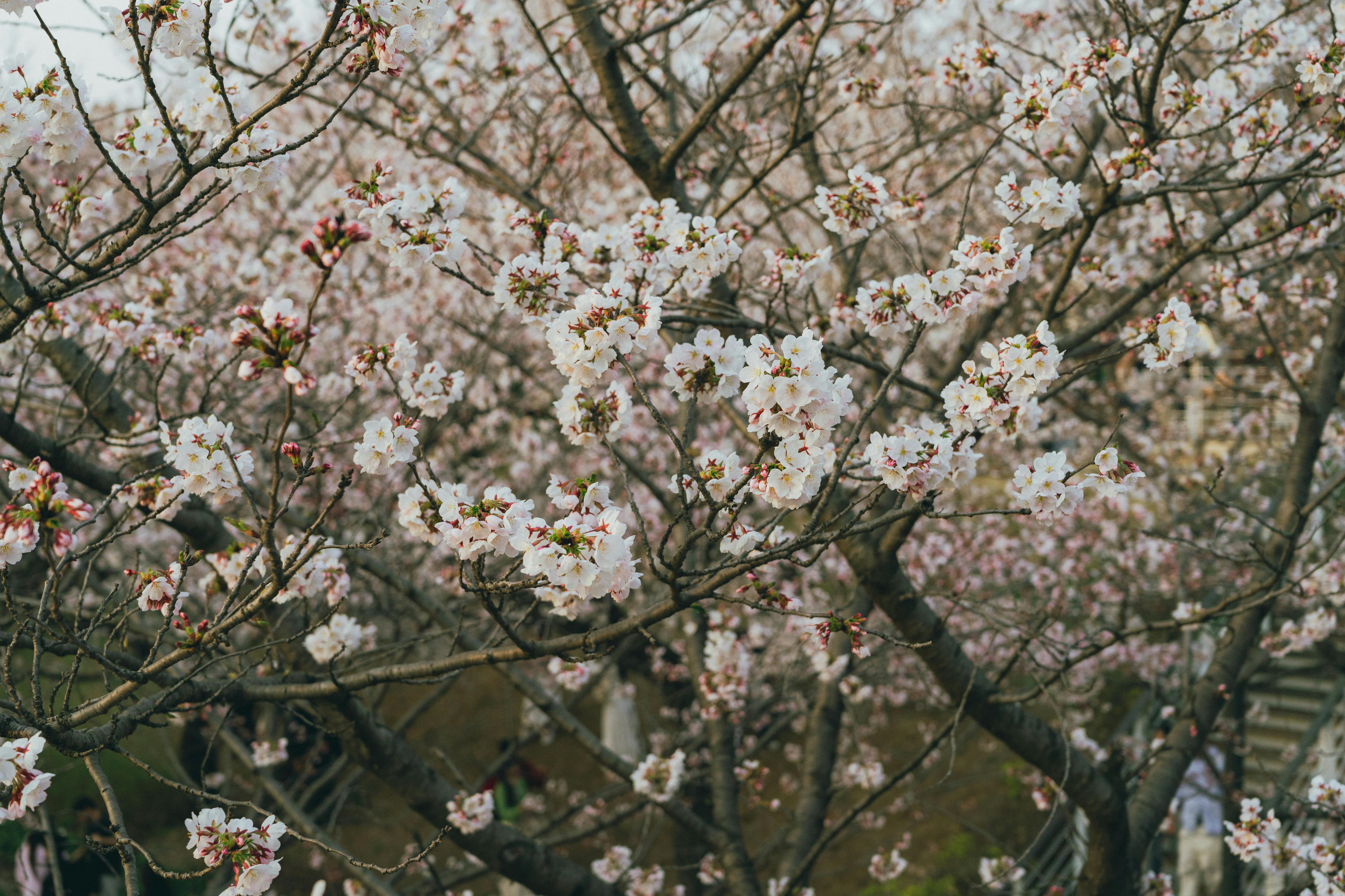 Stunning cherry blossoms in full bloom in Seoul, South Korea, during spring.