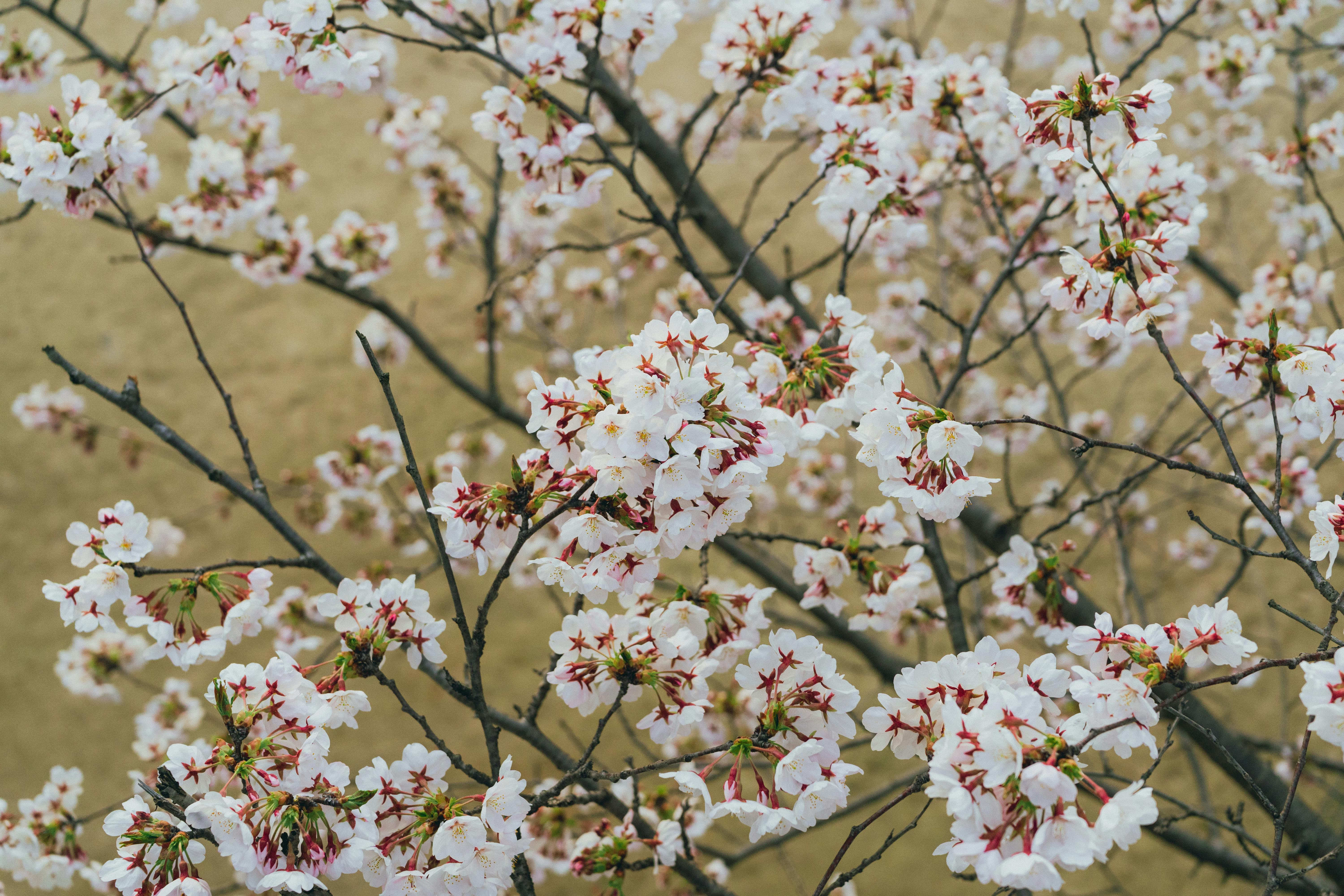 Stunning cherry blossoms blooming in Seoul, capturing the essence of Korean springtime beauty.