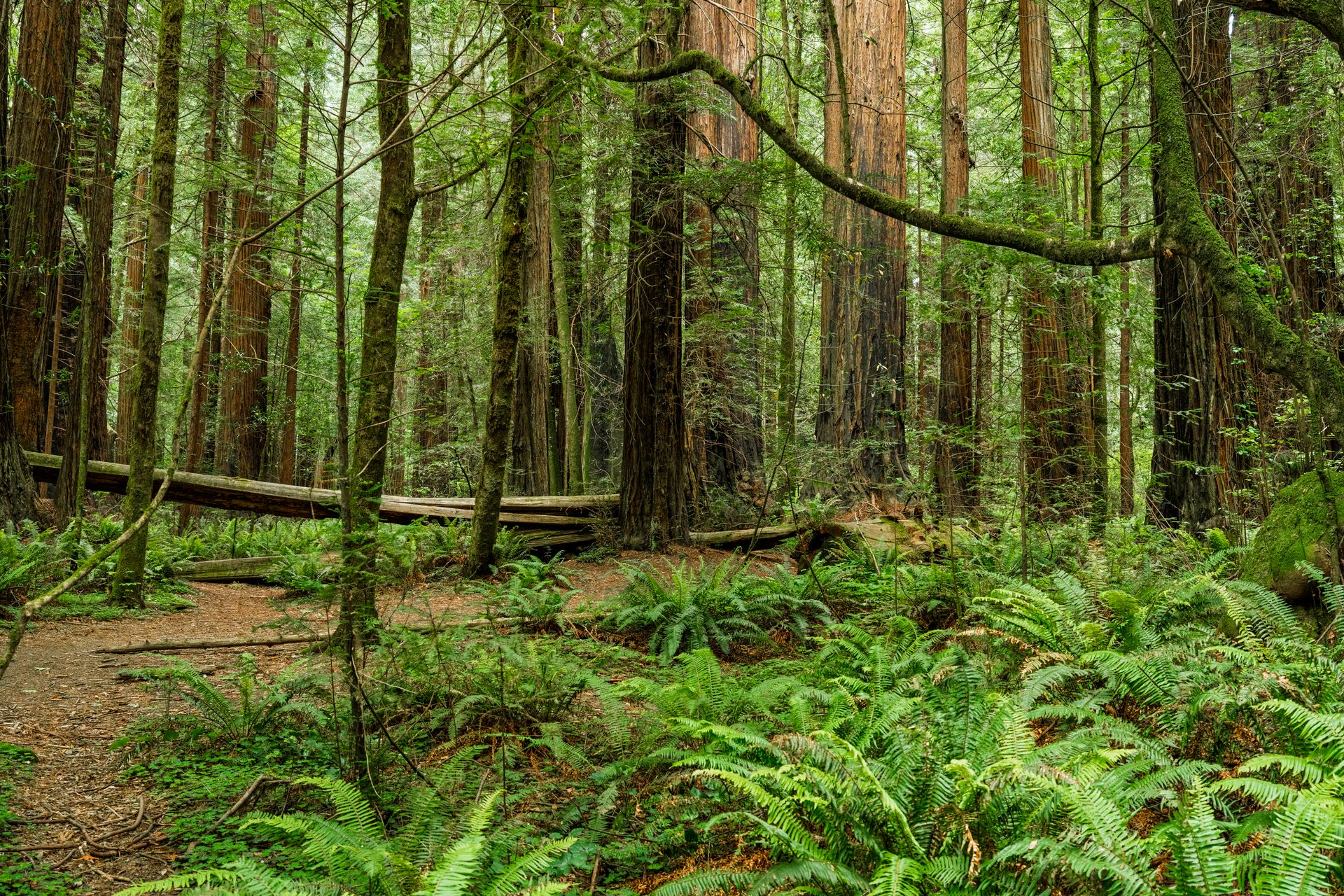 Tranquil view of a redwood forest with lush ferns and tall trees in daylight.
