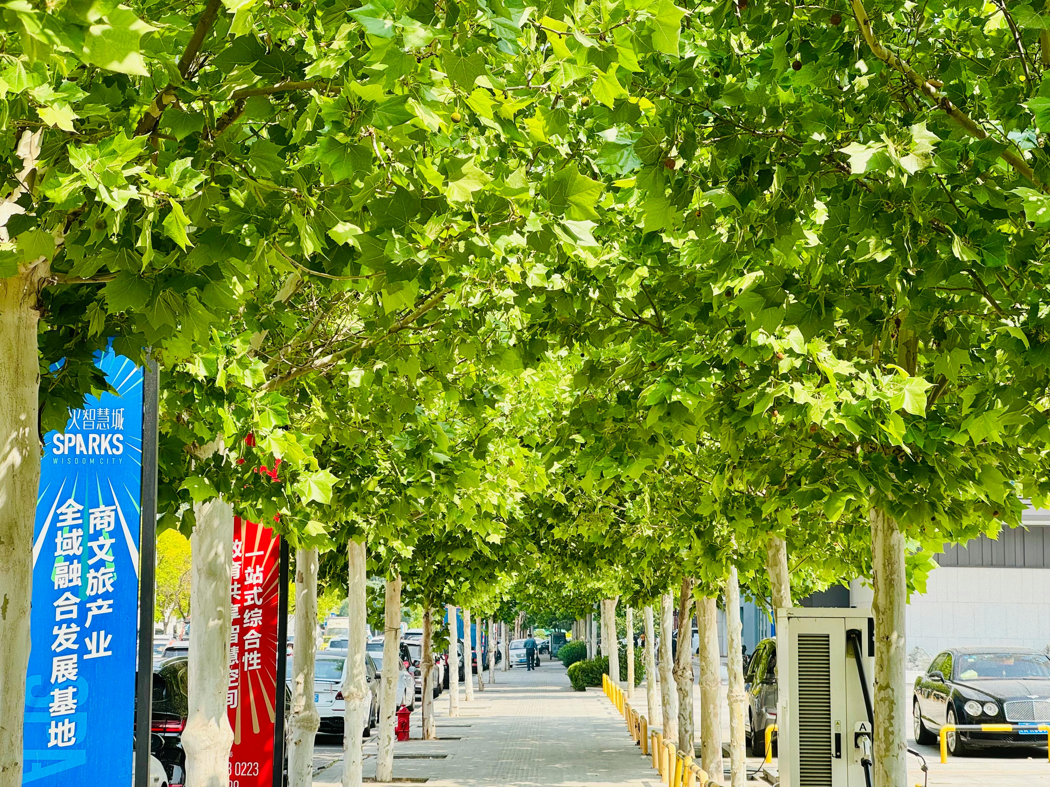 evs explained green transportation — Photo by Shuaizhi Tian on Pexels