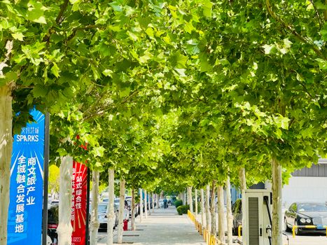 Sunny tree-lined street in Binhai, Tianjin, showcasing summer foliage and urban landscape.