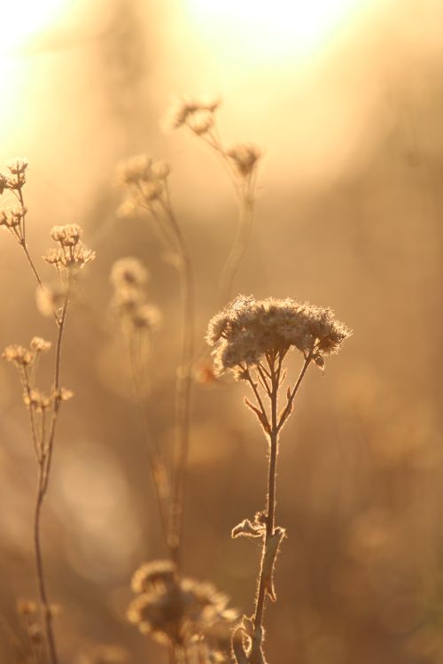 Free Flower  Stock Photo