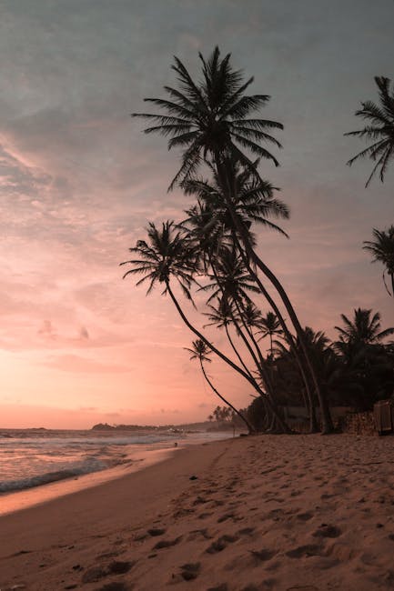 palm trees on beach