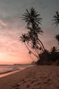 在斯里兰卡的沙滩上体验日落的宁静之美，并欣赏标志性的棕榈轮廓