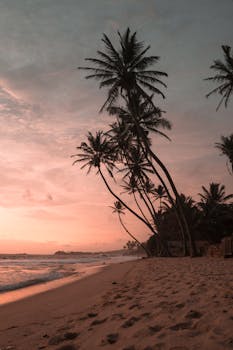 Palm Trees at Beach with the Quote "Change the changeable, accept the unchangeable, and remove yourself from the unacceptable. " written on it and have average color value #7F645B