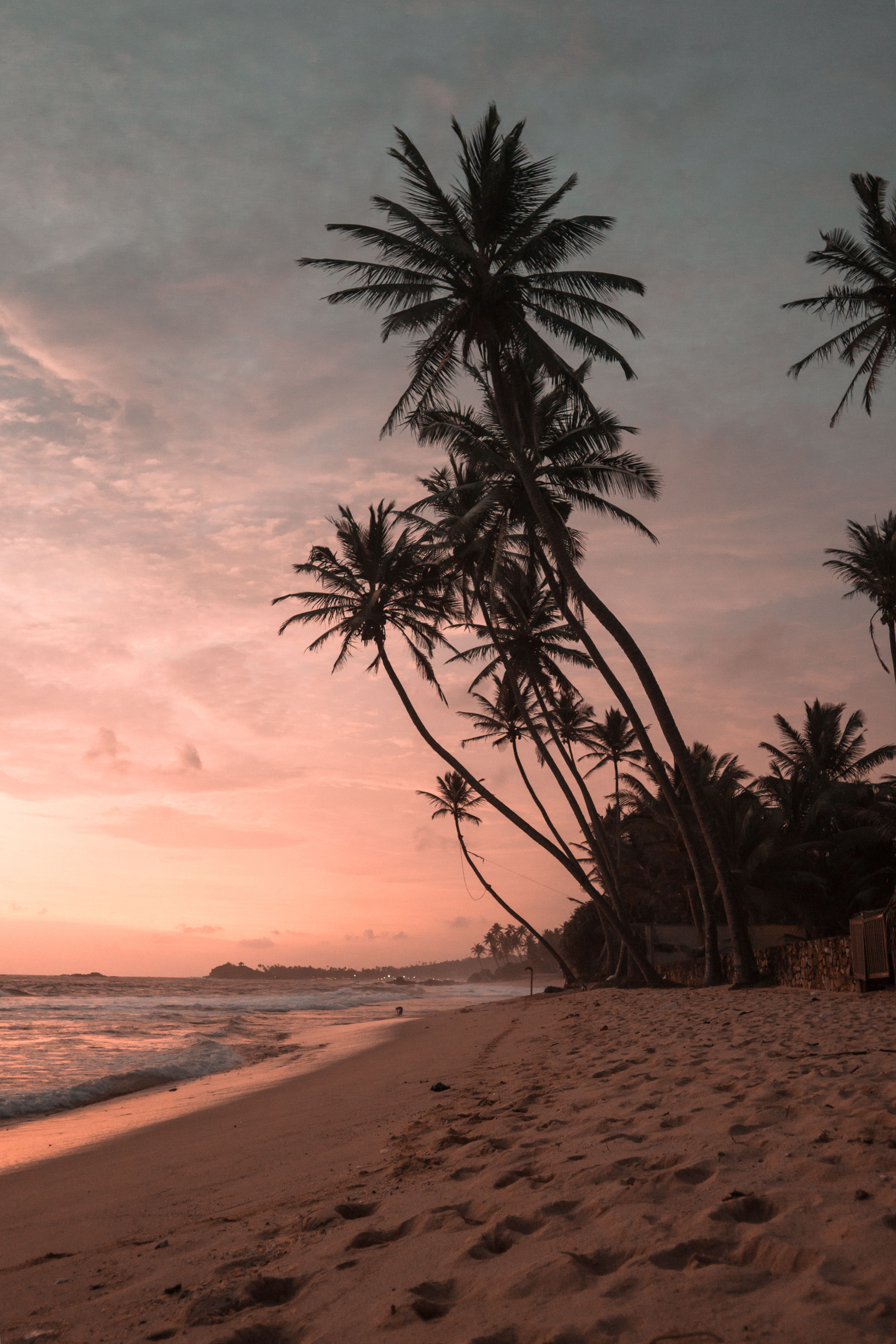 palm-trees-at-beach-free-stock-photo