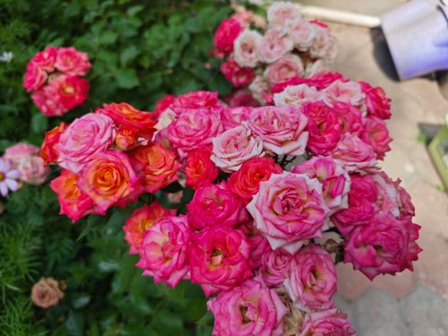 Free Floribunda Roses Stock Photo