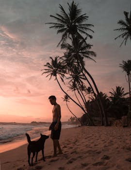 日落时分，一个人带着一只狗站在斯里兰卡沙滩的棕榈树之间