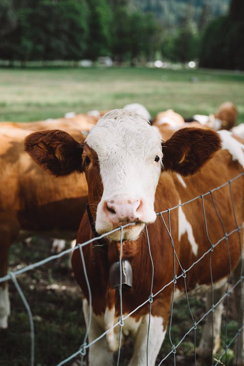 Brown-and-white Cattle Behind Gray Fence