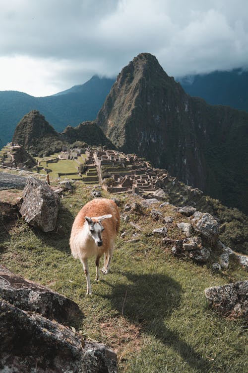 Brown Llama on Hill