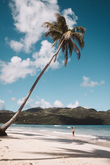 Stunning tropical beach with swaying palm trees and clear blue skies in the Dominican Republic.