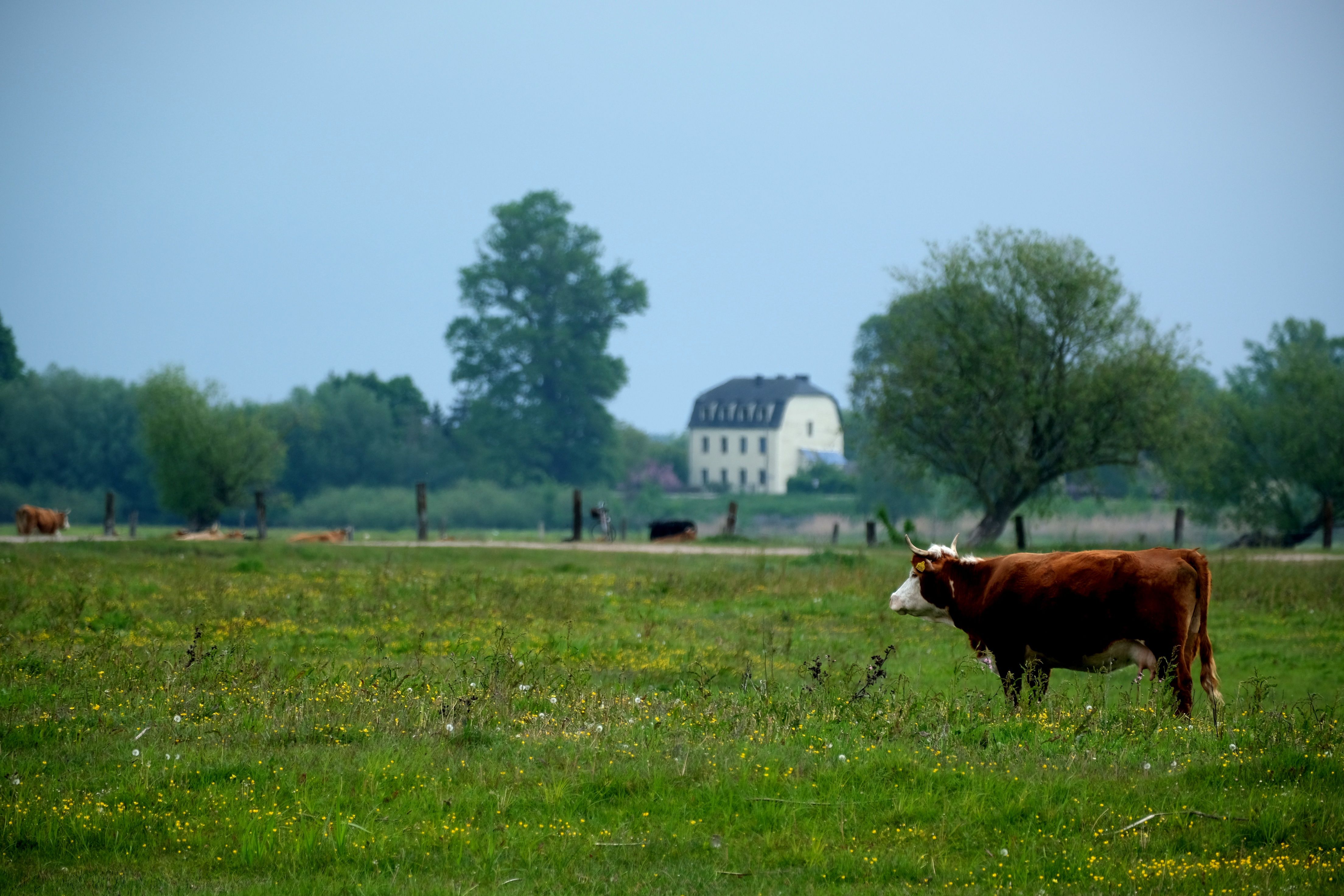 Idyllic Rural Landscape with Grazing Cows · Free Stock Photo