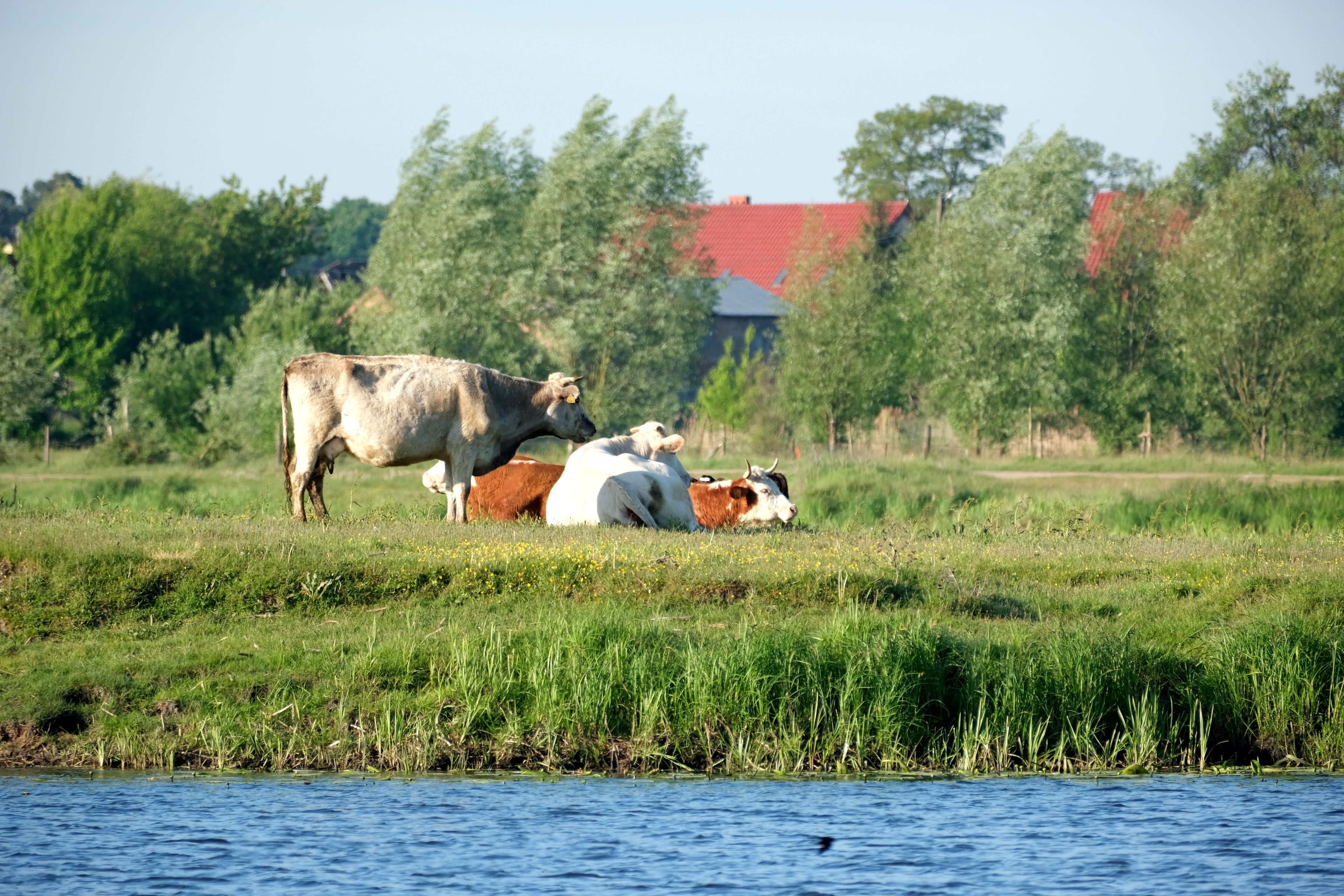 Free Cows peacefully grazing by a lake on a sunny summer day with lush greenery. Stock Photo
