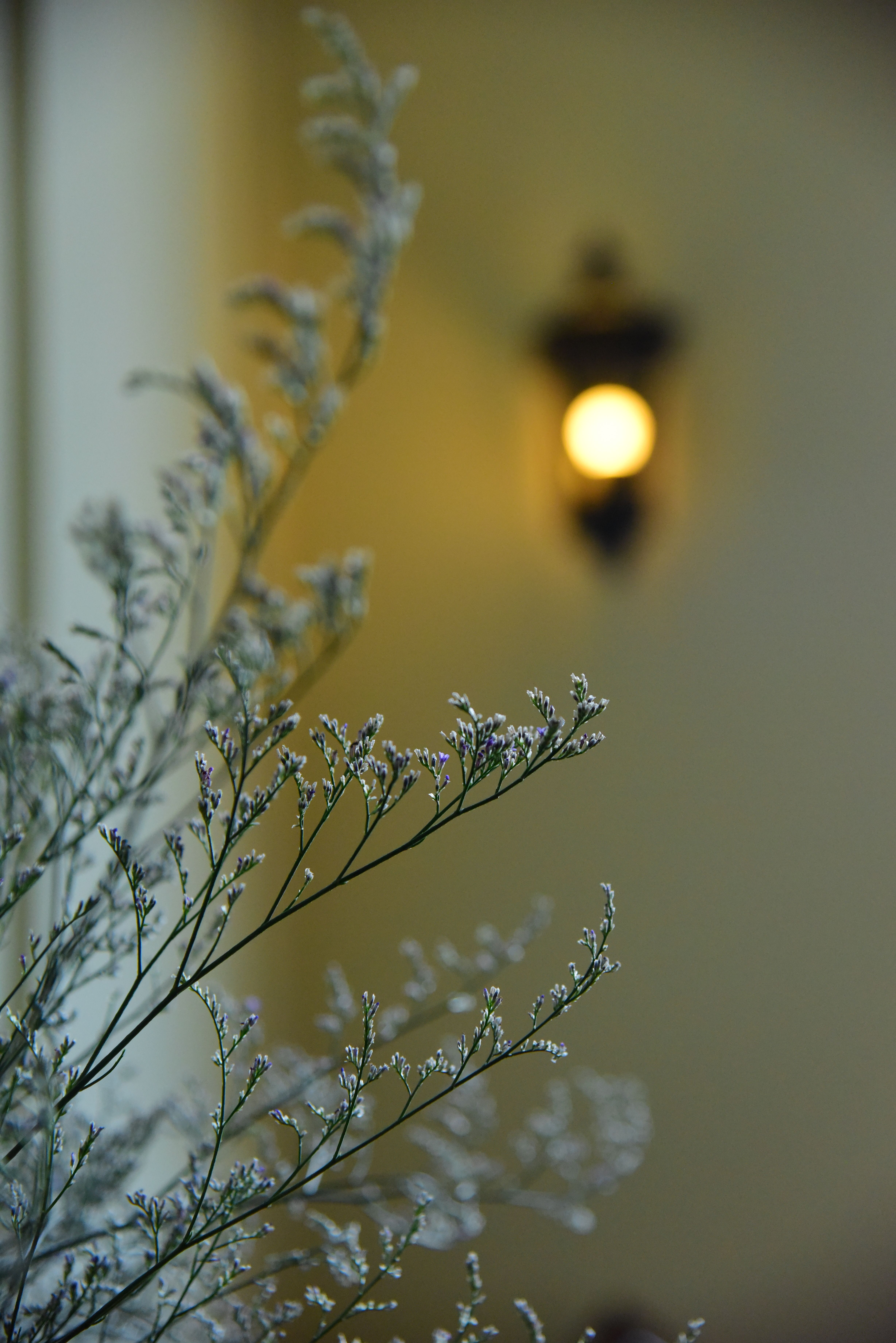 Delicate White Flowers with Soft Indoor Lighting · Free Stock Photo