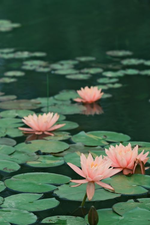 Free Pink water lilies floating serenely on a tranquil pond with abundant lily pads. Stock Photo