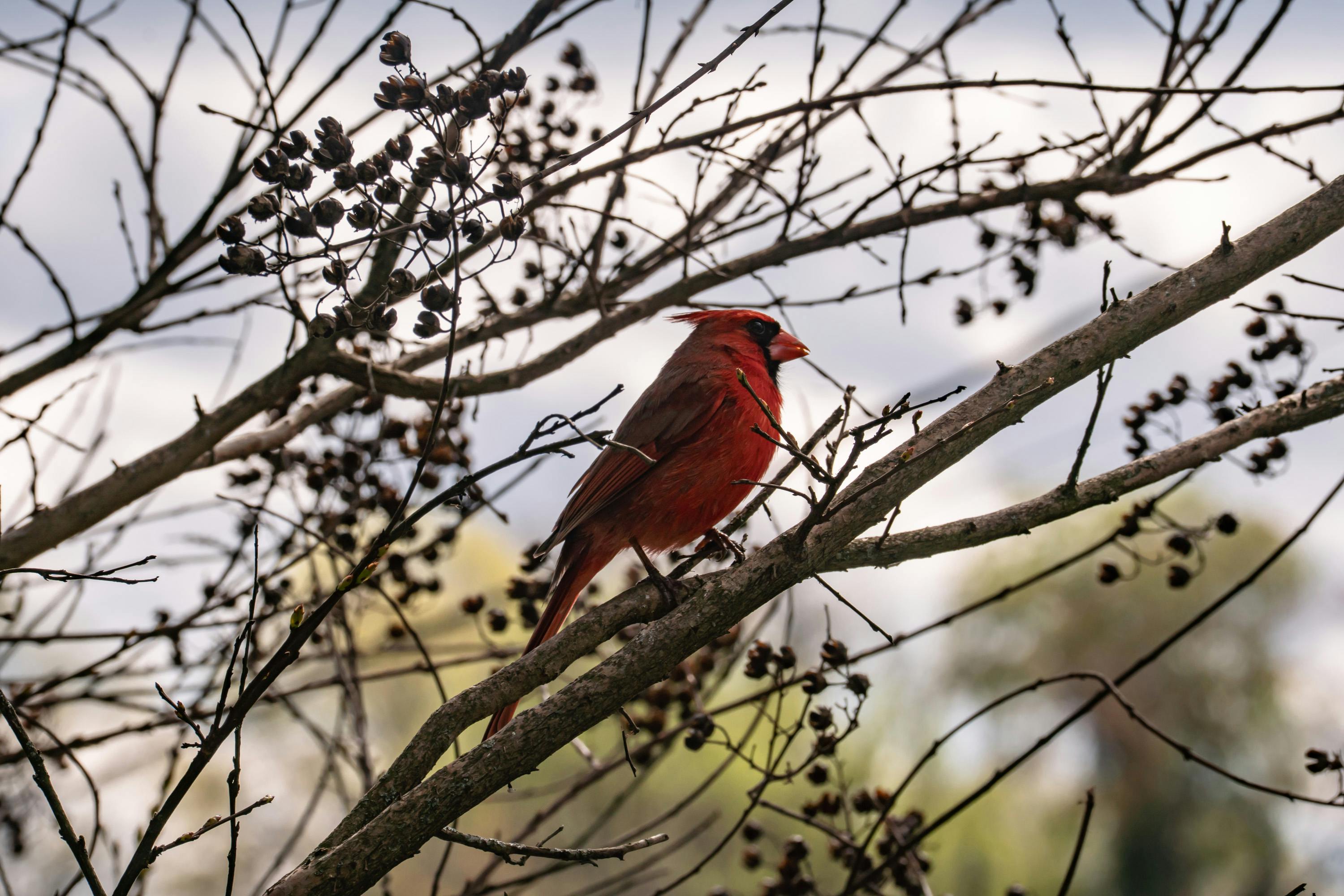 CARDINALS TO HOST ‘HOME RUN AGAINST HUNGER’ FOOD DRIVE ON MAY 3 — Photo by John Cheathem on Pexels