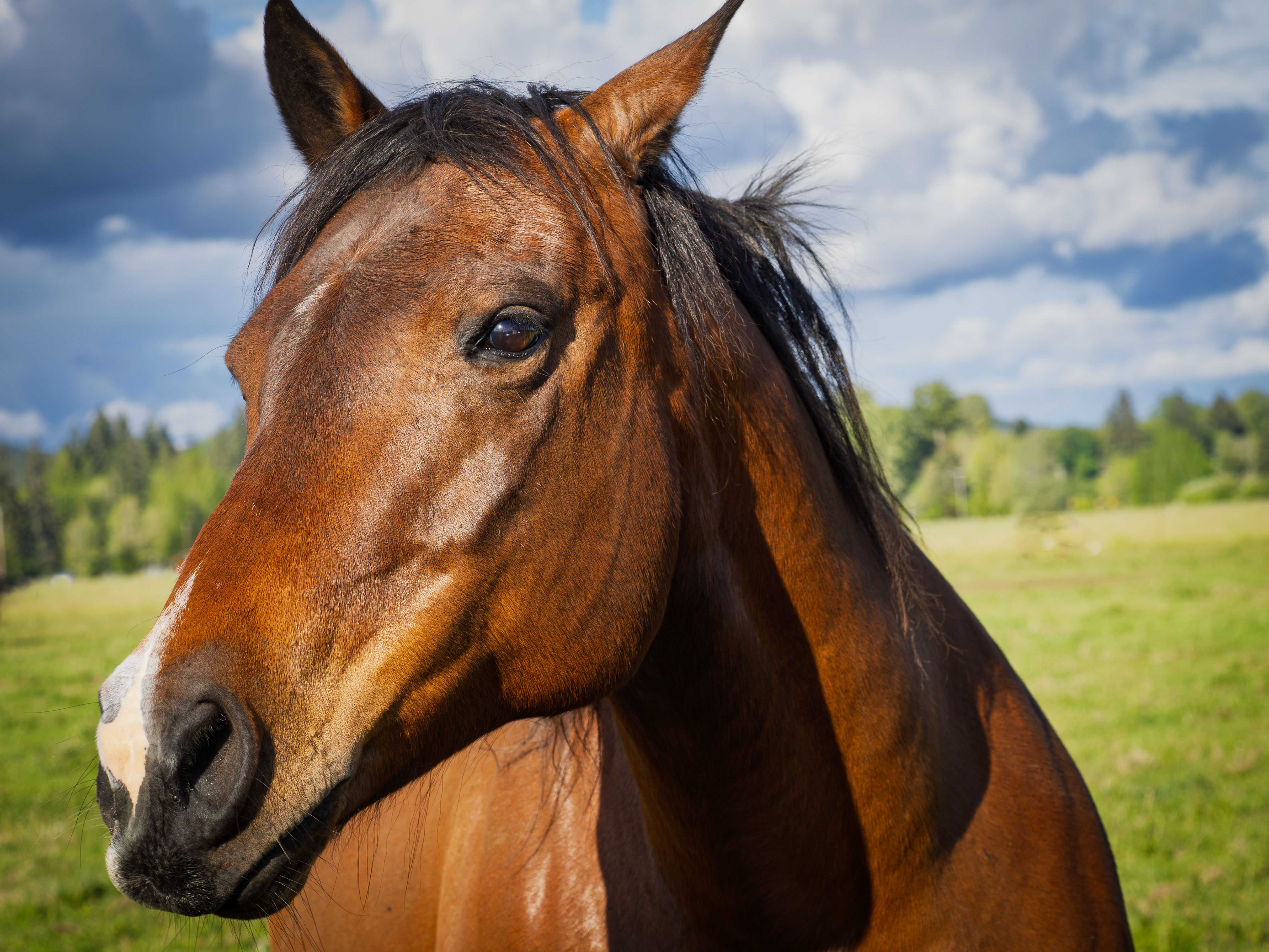 Ensefalitis Equine Barat (Western Equine Encephalitis) - A83.1