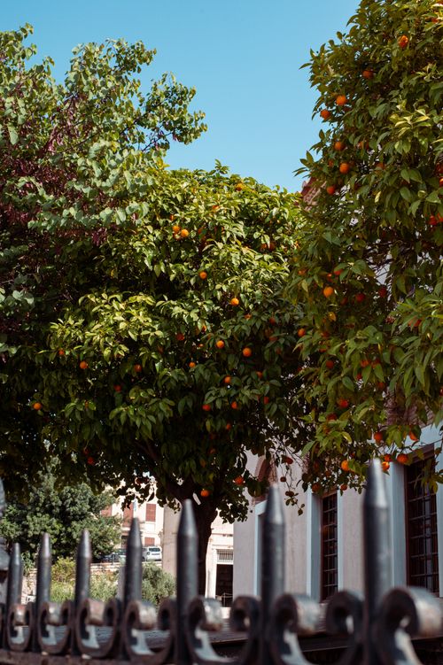 Free Vibrant orange trees adorn a historic building, showcasing summer's lush foliage under a clear blue sky. Stock Photo