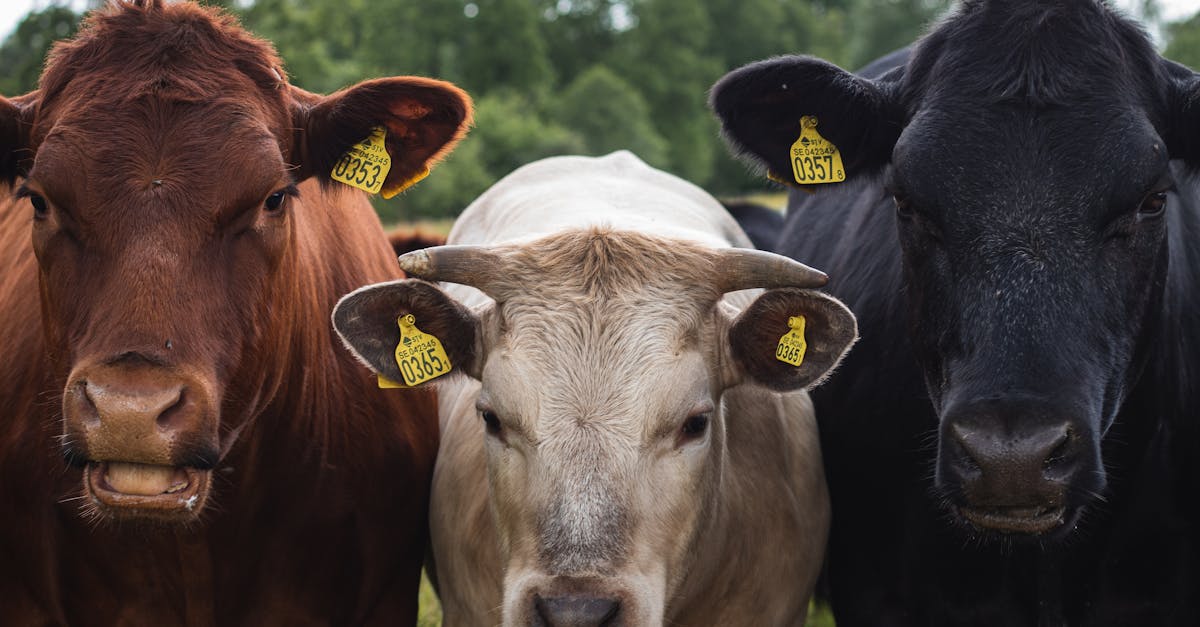 總統呼籲國際全力避免台海衝突,損失恐達10兆美元與全球GDP 10%