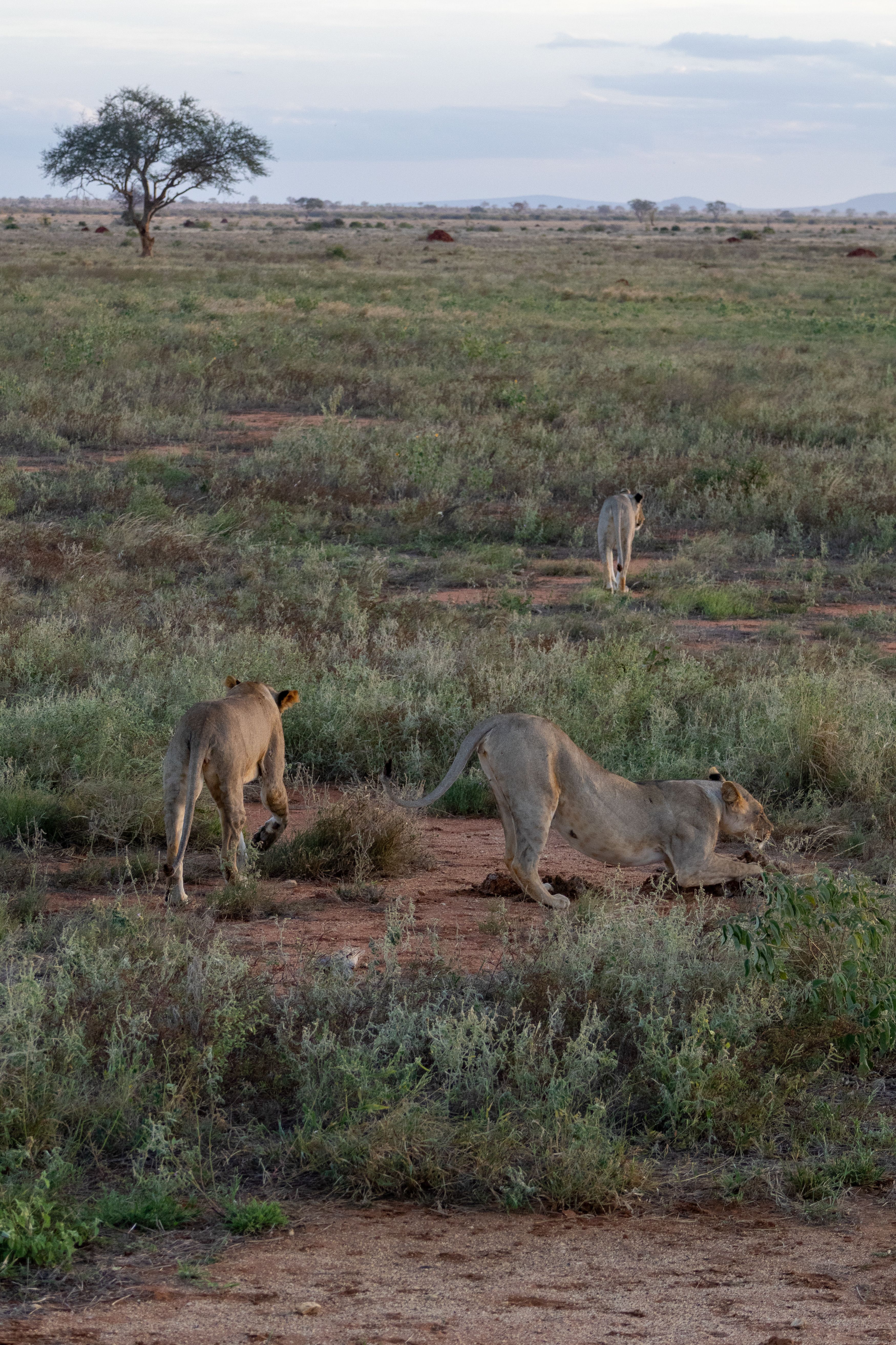 Serengeti Tanzanie