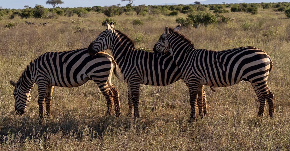 任天堂Switch 2也能玩 奇幻生活i 全平台開放冒險新體驗