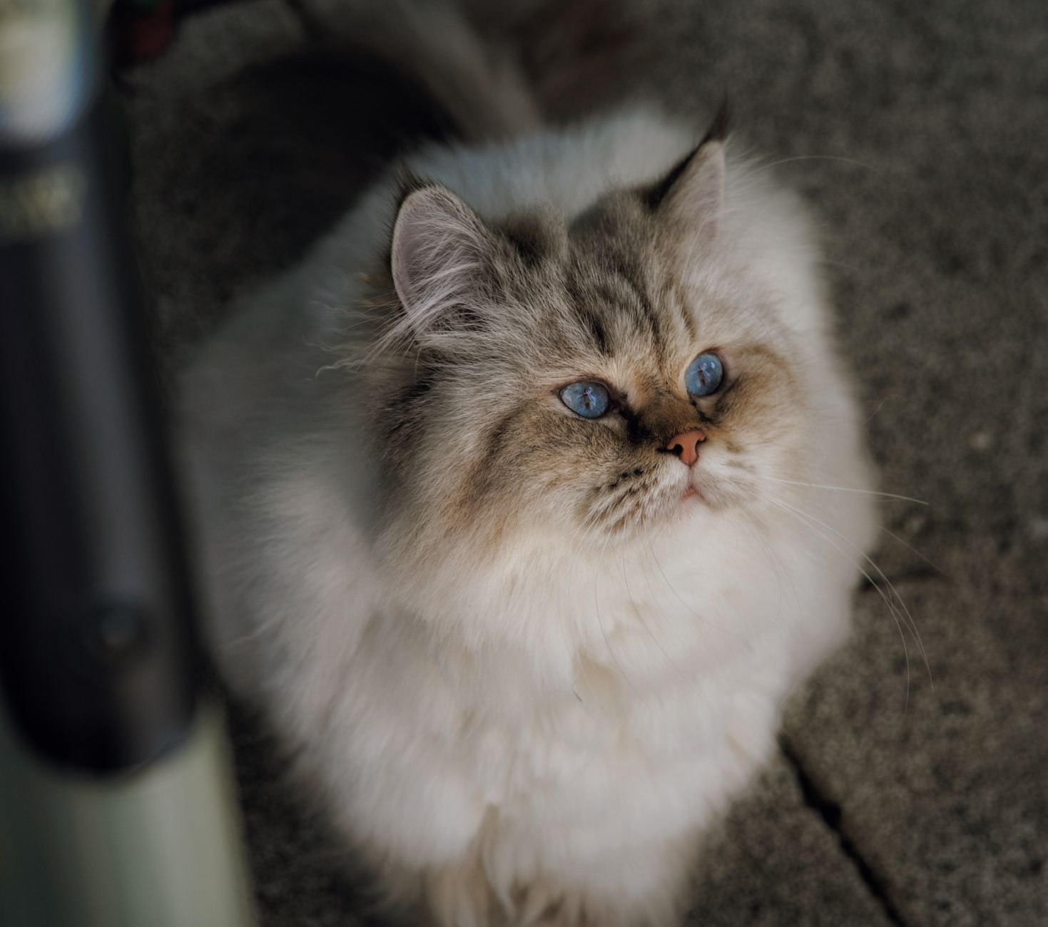 Brachycephalic Breeds: Why Persians and Himalayans Must Stay Indoors