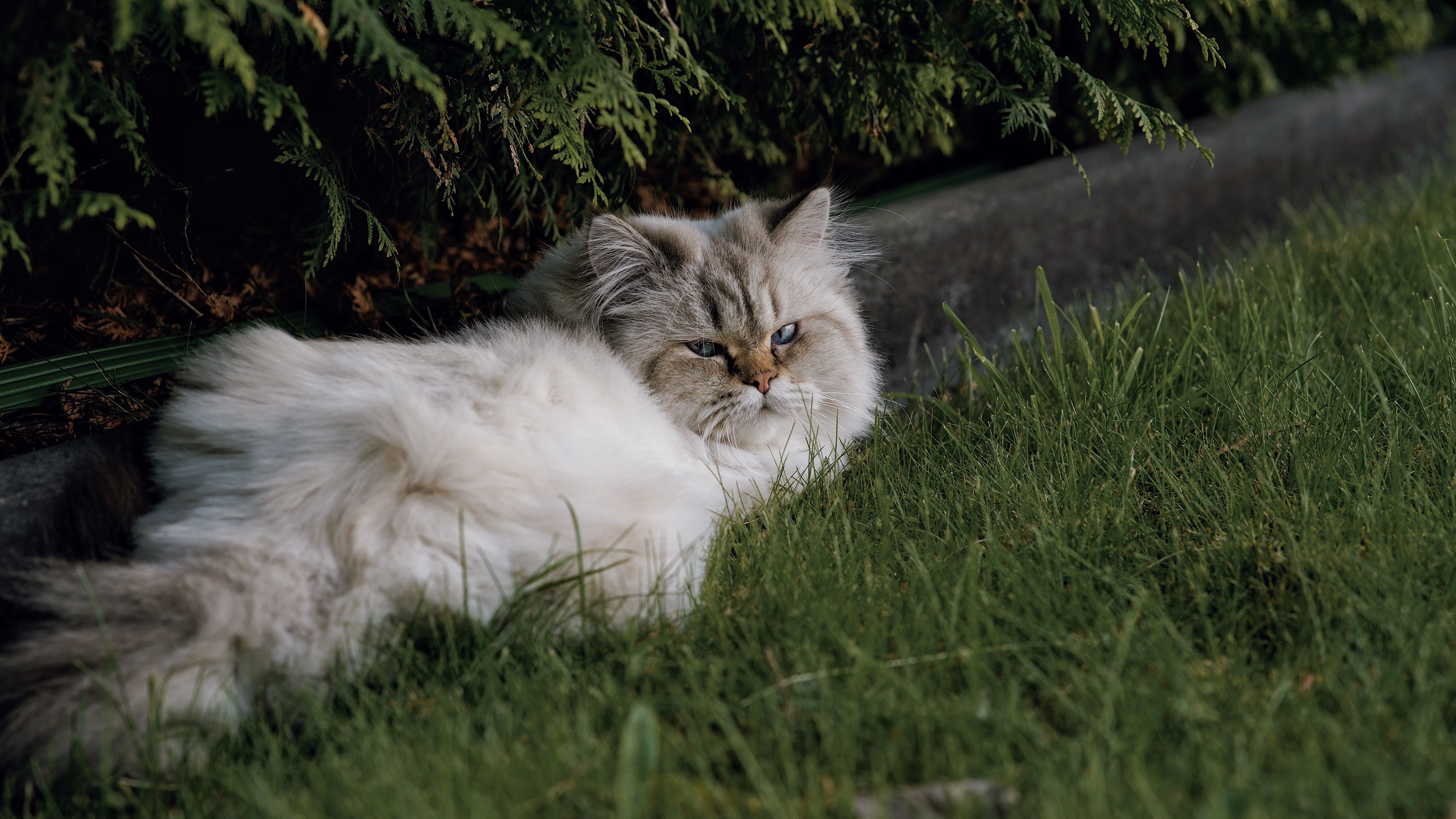 Persian Cat Horizontal Photos, Download The BEST Free Persian Cat ...