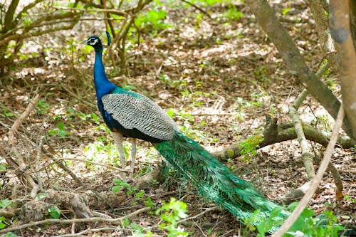 Groene En Blauwe Pauw In Bos