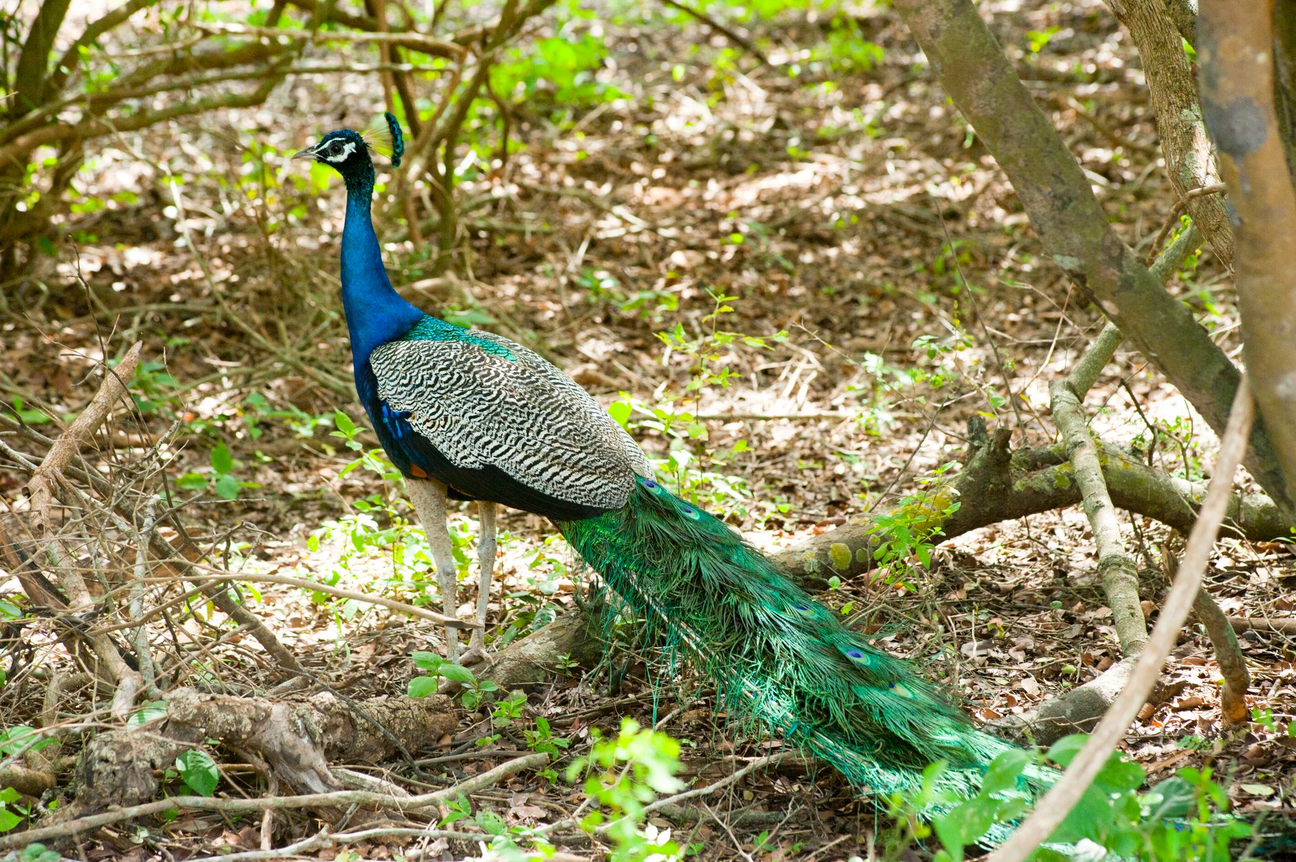 Nightlife and Evenings in Yala: What to Expect and Where to Go