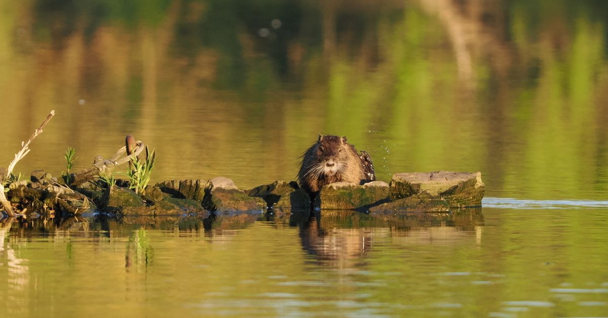 Beavers And Rocks Eurasian Beaver on Rocks in Drakenburg River · Free Stock Photo