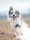 happy dog