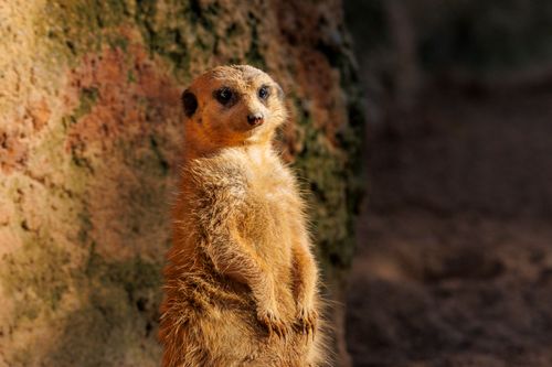 Free A detailed close-up of a meerkat standing alert in its natural habitat, captured in warm lighting. Stock Photo
