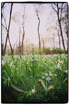 Peaceful forest scene with blooming wildflowers in spring.